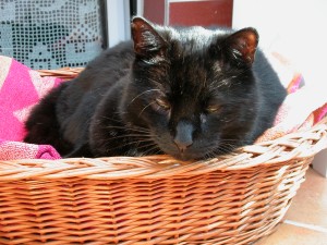 Mohri, wir werden ihn nie vergessen... Er ruht jetzt unter seinem Birnenbaum...