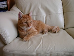 Siri war leider nur zweieinhalb Jahre bei uns... Er ruht jetzt neben Mohri