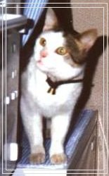 Unser liebes Paulchen ist am 13.1.2000 an Leuk�mie gestorben; er war der intelligenteste Kater, den wir je kennen lernten.